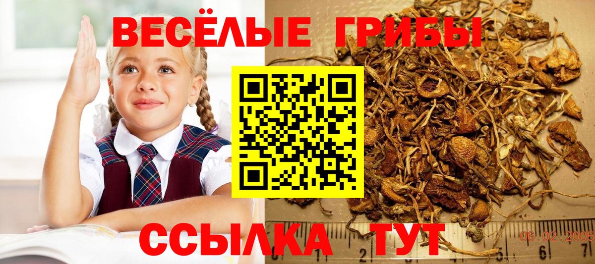 Сокол  Галлюциногенные грибы Psilocybine cubensis  Вход с VPN 